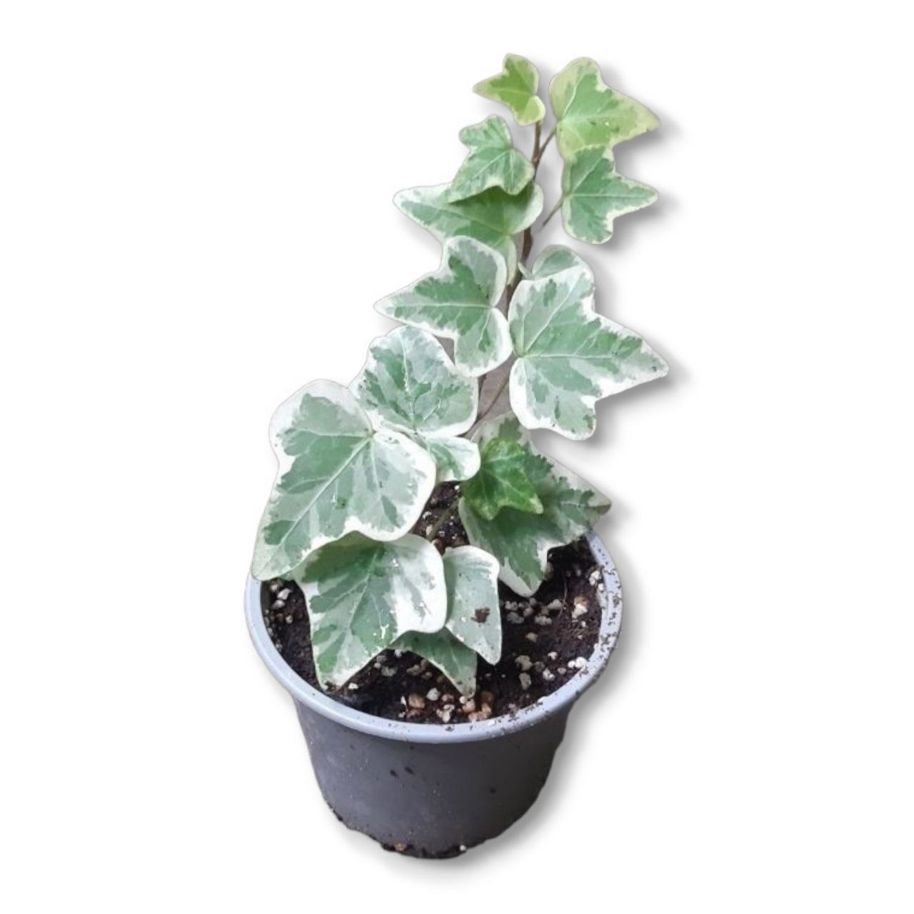 Плющ хедера (Hedera)