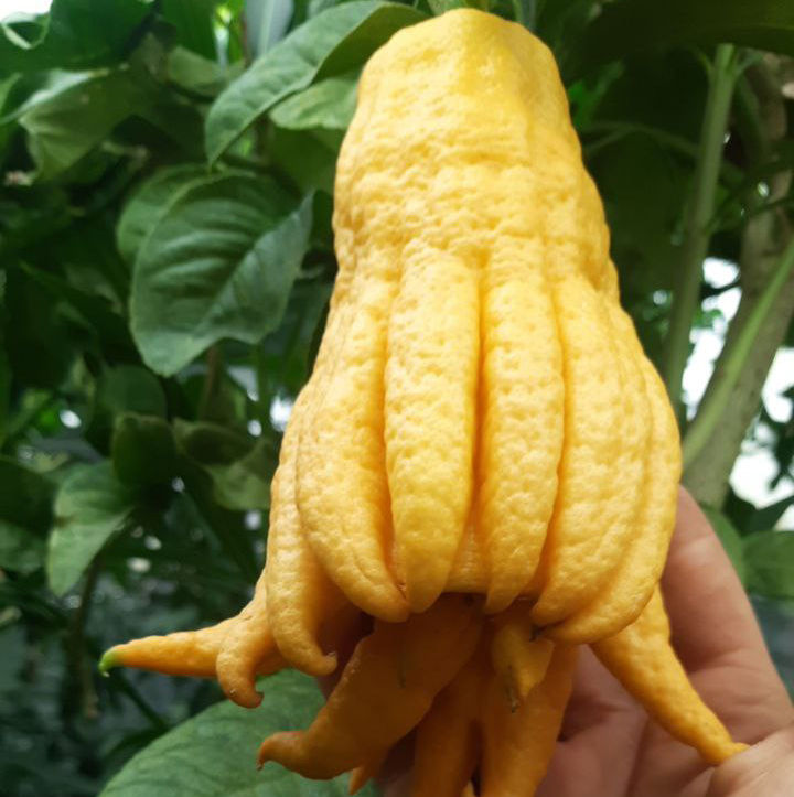 Цитрон, сорт Рука Будди, плід