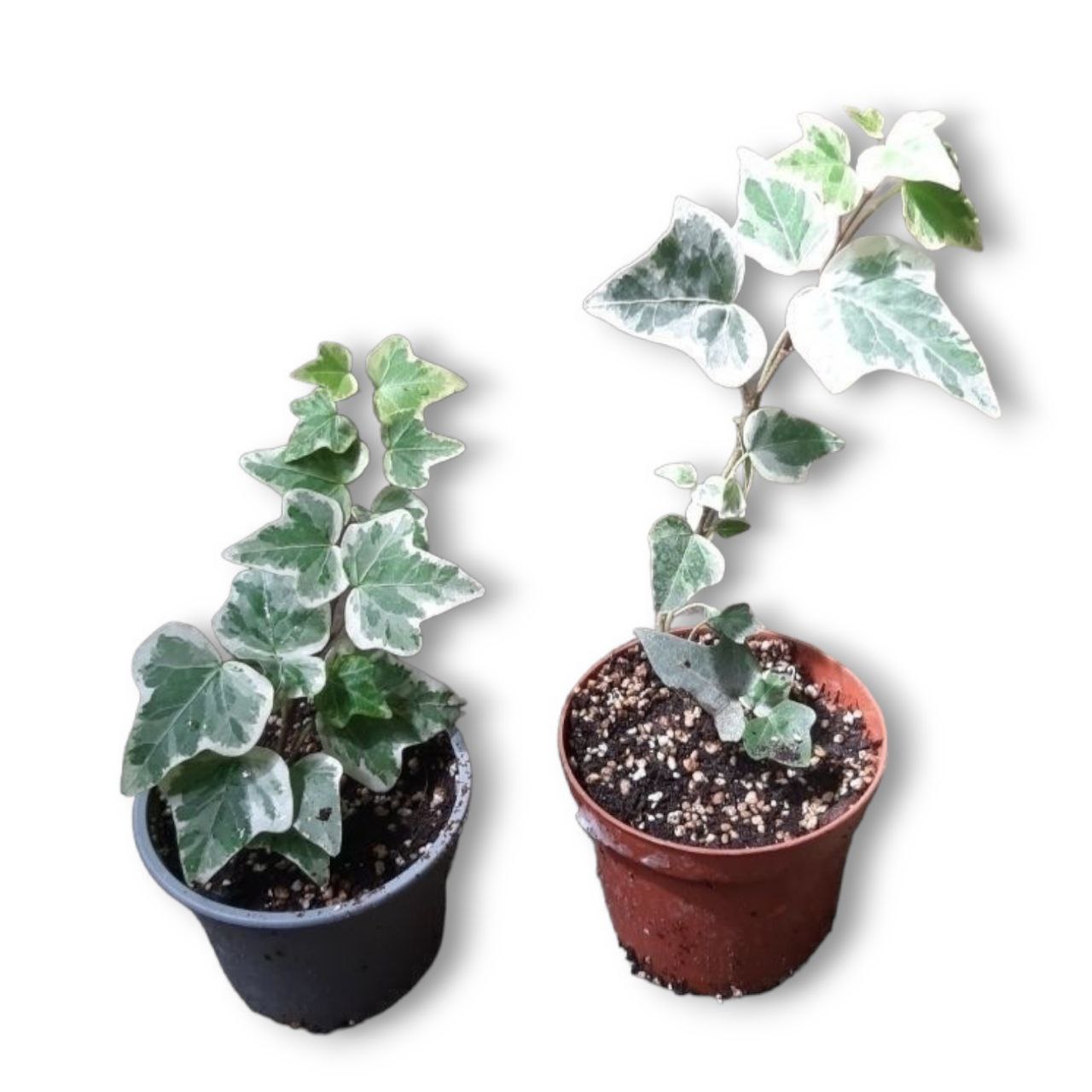 Плющ хедера (Hedera)
