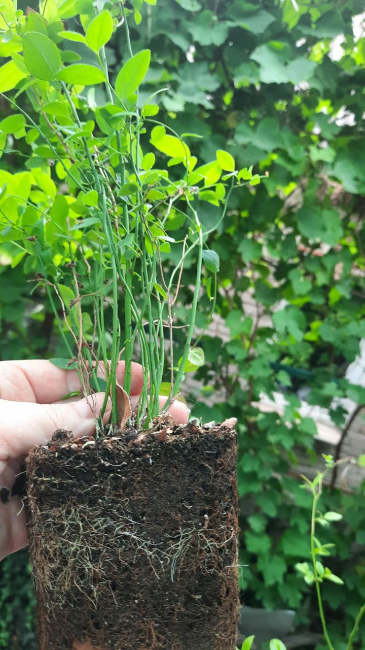 Лохина (закритий корінь) in vitro, 2-річна, в горщику