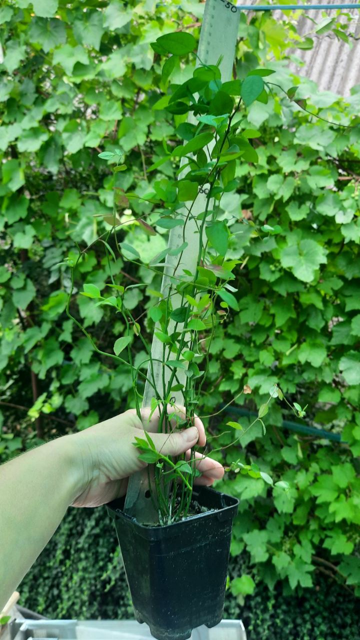 Лохина (закритий корінь) in vitro, 2-річна, в горщику