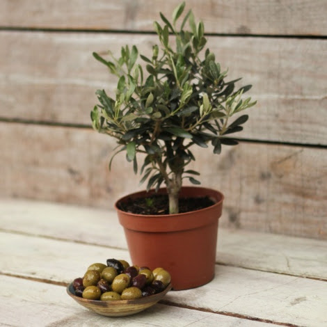 Оливкове дерево кімнатне плодове