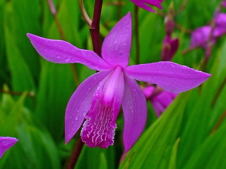 Орхідея Блетілла (Bletilla striata)
