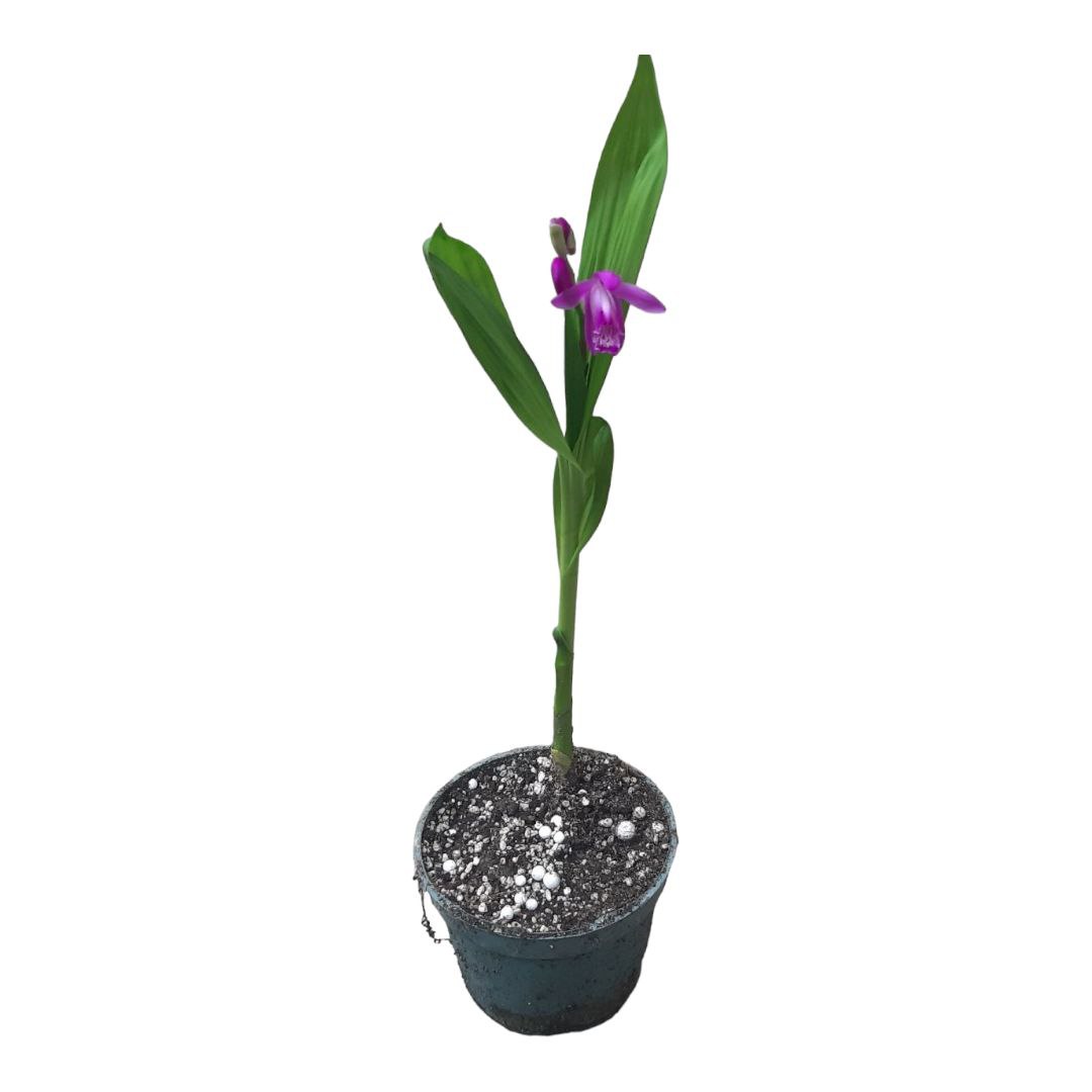 Орхідея Блетілла (Bletilla striata)